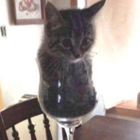 Meet your Posher, Sasha - Picture 1 of 1